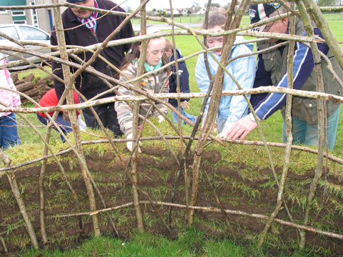 Building a Mesolithic hut. St Malachy's pupils start to build up the walls.